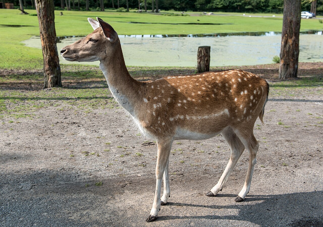 Serengeti Park