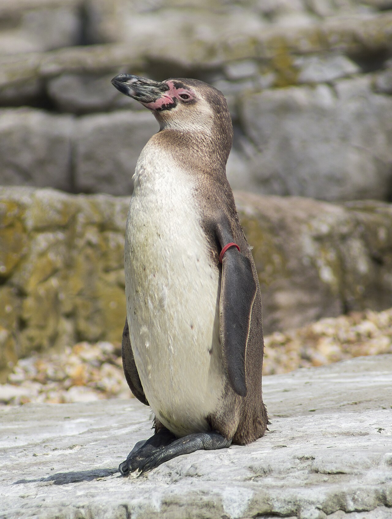 Chester Zoo