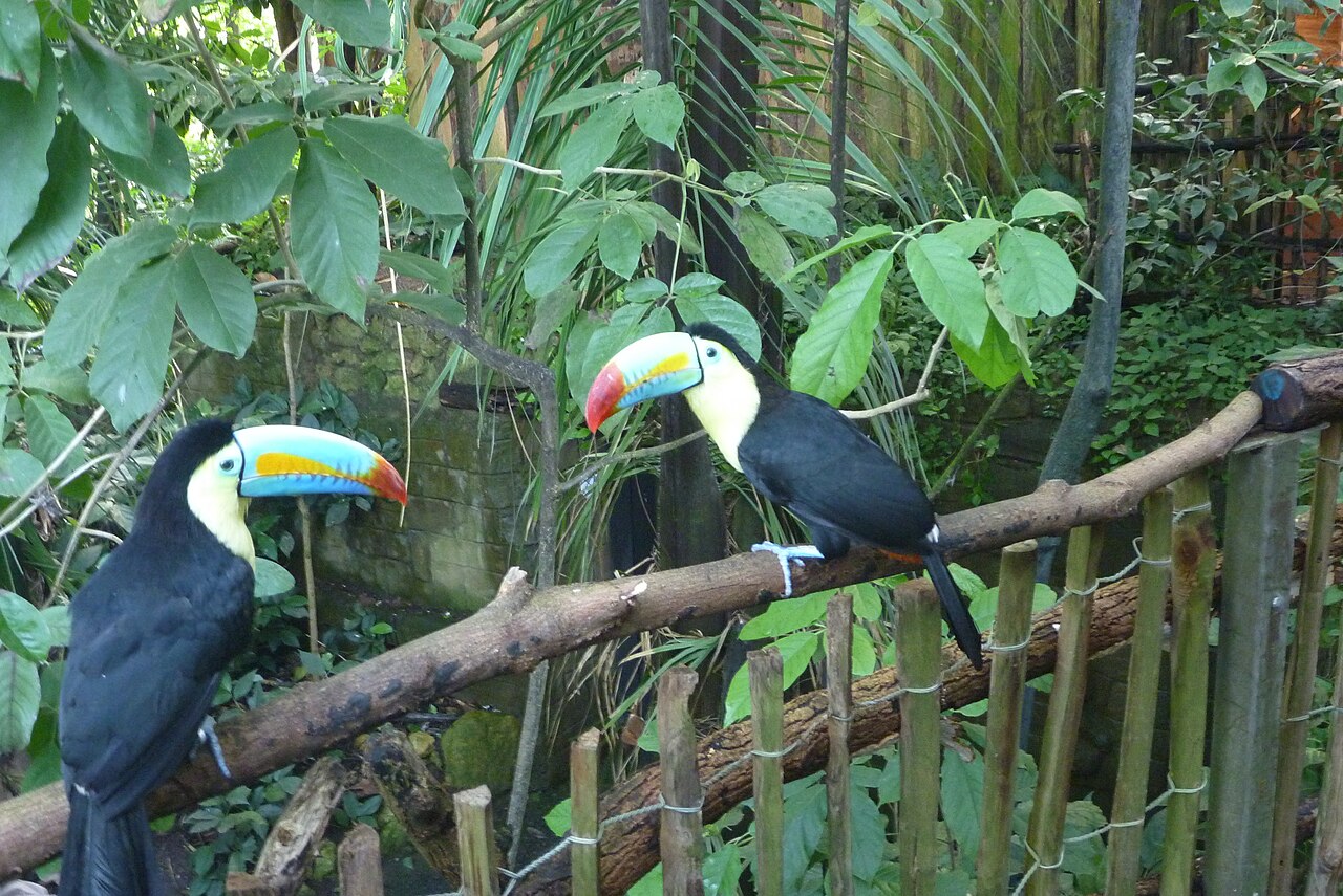 Papiliorama